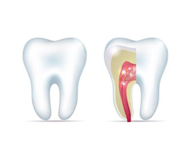 Teeth Illustration for Root Canal Treatment